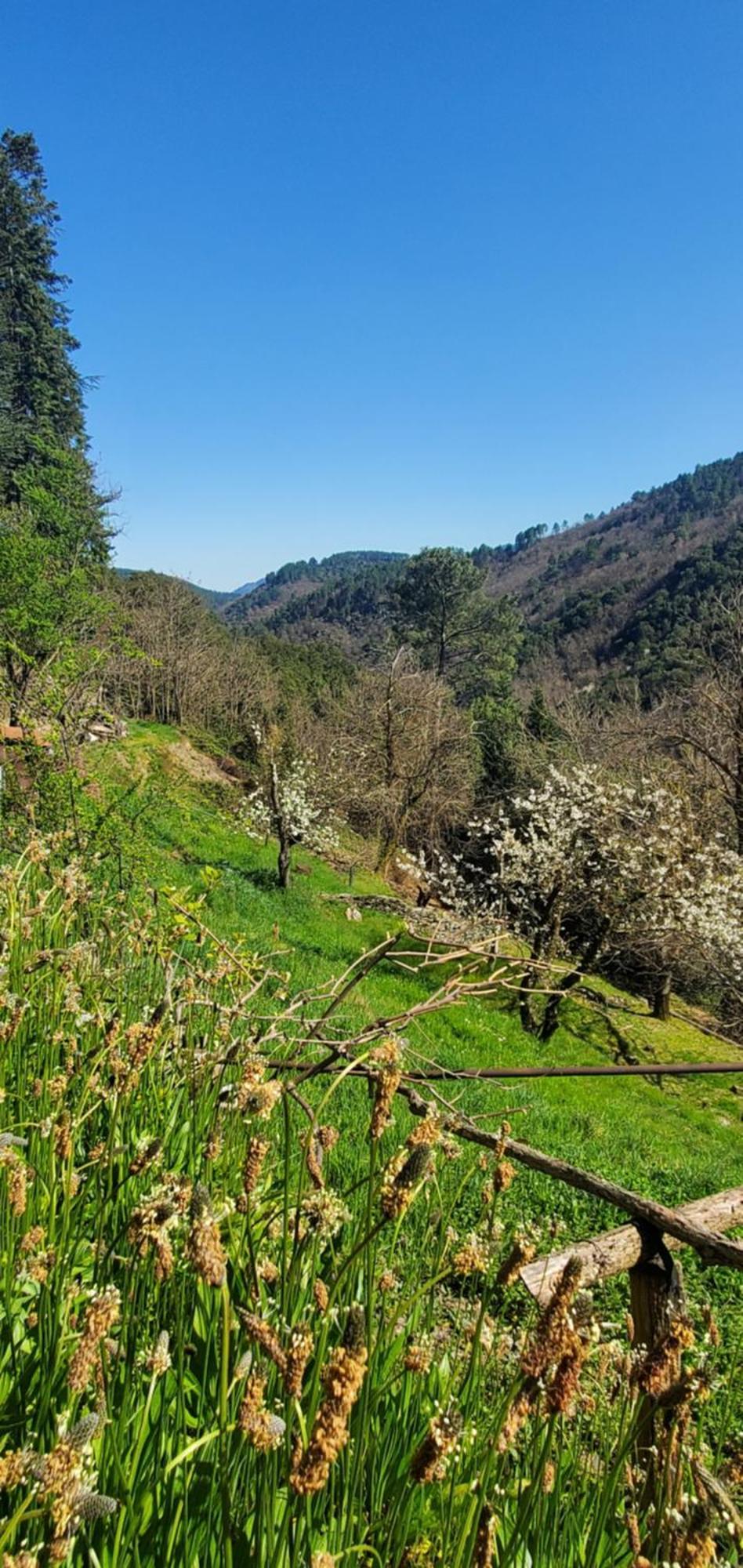 Gite De Combelebouze En Cevennes - Cosy, Confort Et Climatise - 3 Etoiles Saint-Privat-de-Vallongue Exterior foto
